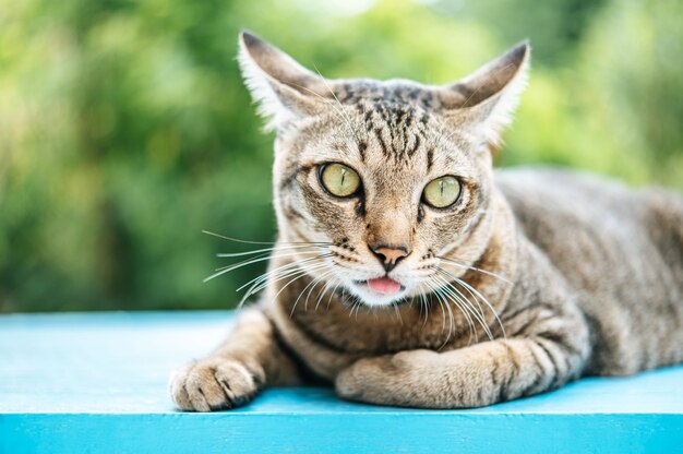 Focus on the eyes of the tabby on the blue cement floor