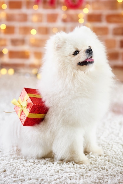 Free photo focused dog with christmas present looking up