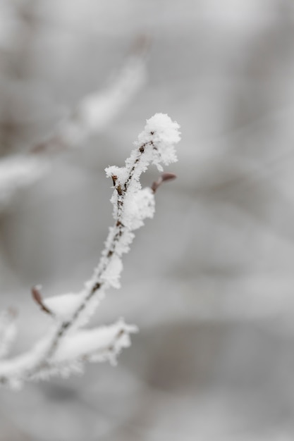 Free photo focused frozen branch in winter season