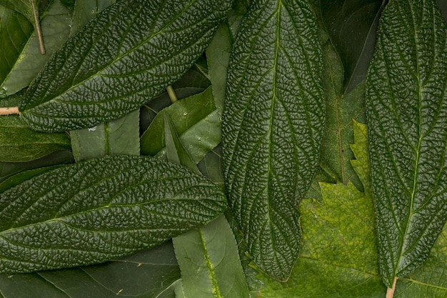 Focused green variety of leaves background