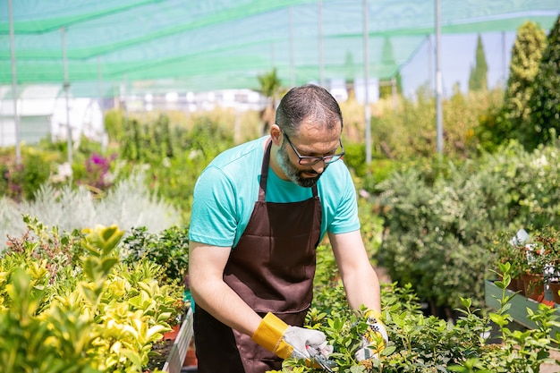 Focused male florist standing among rows with potted plants and cutting bush in greenhouse. Man working in garden, growing plants in pots. Gardening job concept