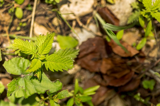 Focused plant outdoors with blurred ground 