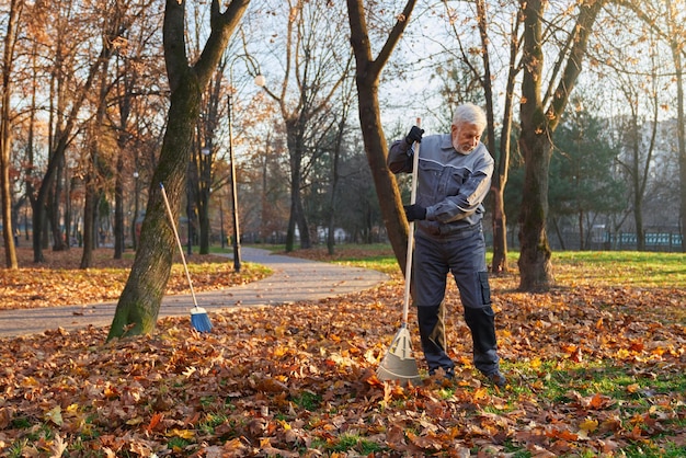 Focused senior male worker using big rake to gather fallen leaves in pile front view of bearded man