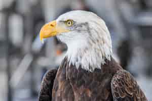 Free photo focused shot of a majestic eagle on a winter day