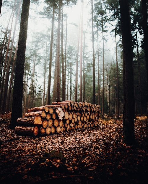 Free photo foggy forest landscape with a pile of trunks