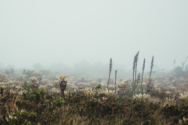 Free photo foggy landscape