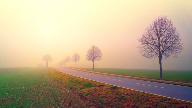 Free photo foggy lonesome road