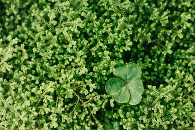 Free photo foliage textured background macro shot