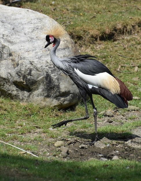 Foot raised on an east African crowned crane near a boulder.