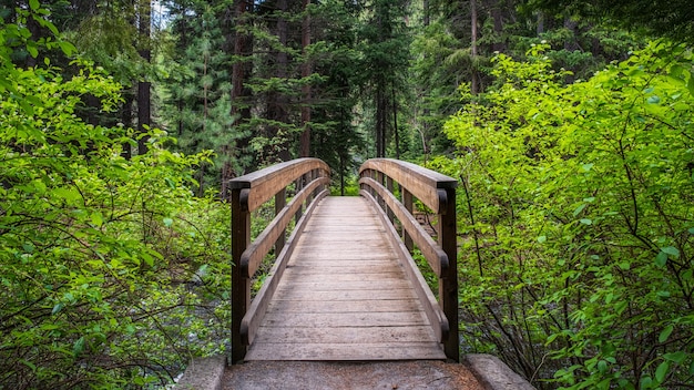 Footbridge in the forest