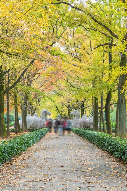 Footpath By Statues At Ming Xiaoling Mausoleum