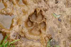 Free photo footprint of a dog in the mud