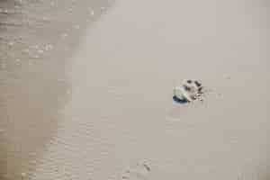 Free photo footprint on sand in sunlight