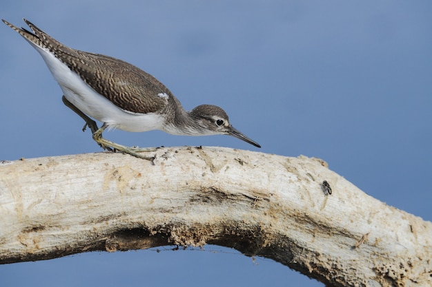 Free photo foraging migrant common sandpiper, actitis hypoleucos,