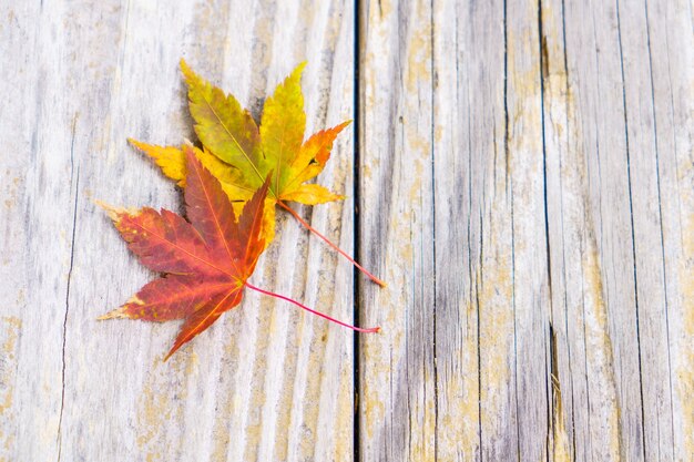 foreground maple fall wood color