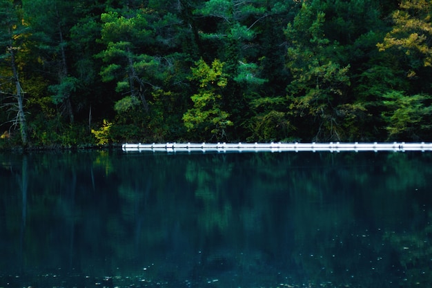 The forest by the river