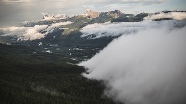 Forest under cloudy sky