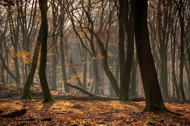 Free Photo forest covered in dry leaves and trees under the sunlight during the autumn