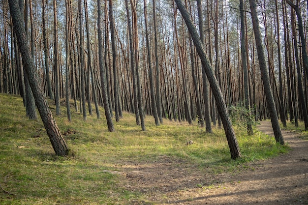 Free Photo forest covered in grass and high trees under the sunlight during daytime