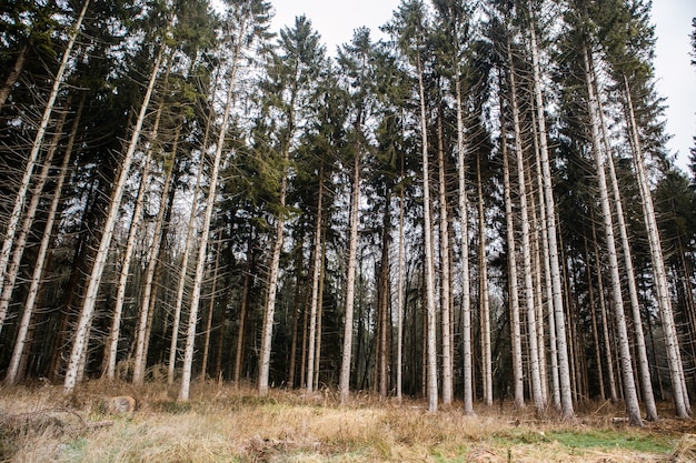 Forest covered in the grass surrounded by high trees under a cloudy sky