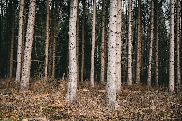 Forest covered in grass and trees during the autumn