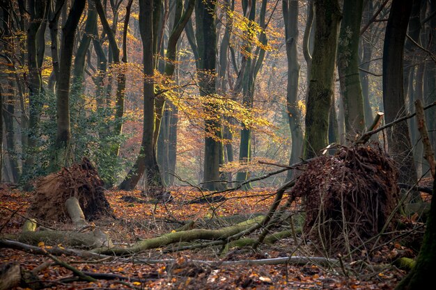 Forest covered in trees and bushes under the sunlight in autumn