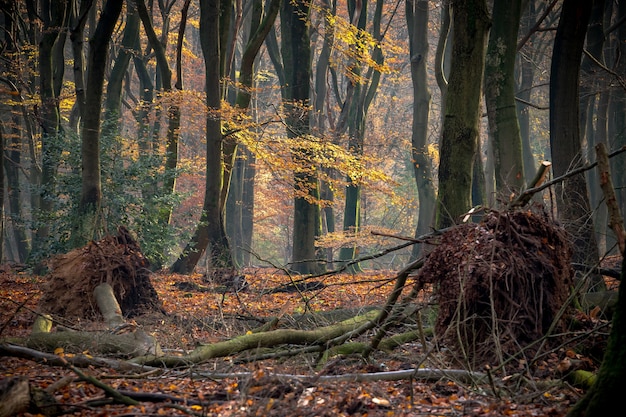 Forest covered in trees and bushes under the sunlight in autumn