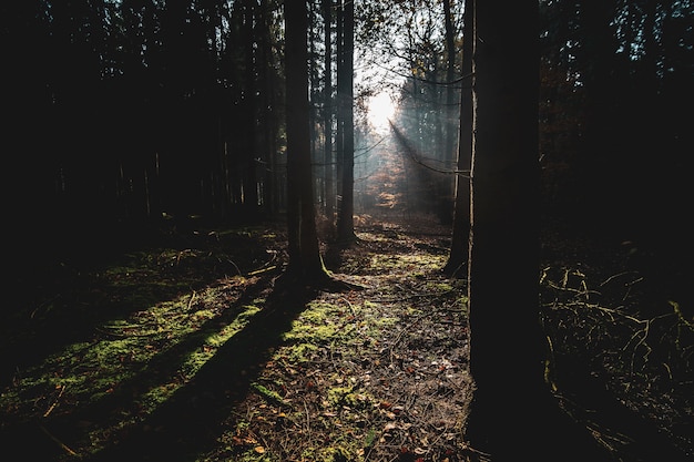 Forest covered in trees and dry leaves under the sunlight in the autumn