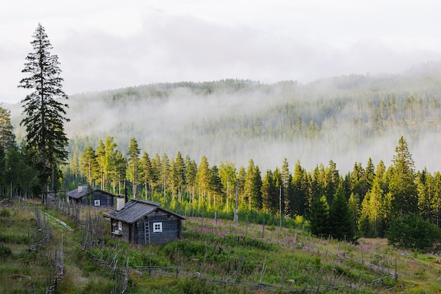 Forest covered with fog and a single house in Sweden