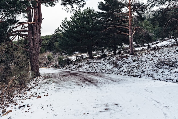 Forest covered with snow during daytime in the winter