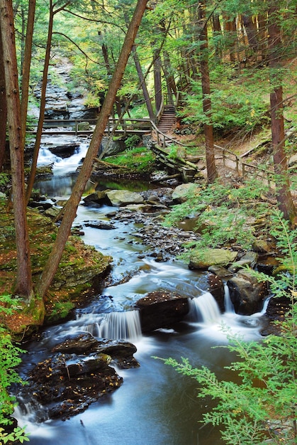 Forest CREEK WITH HIKING TRAILS