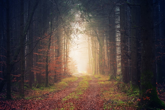 Forest during daytime