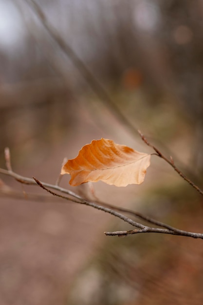 Free photo forest details captured in daylight