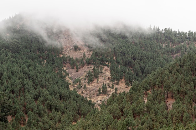 Free photo forest growing on mountain coast