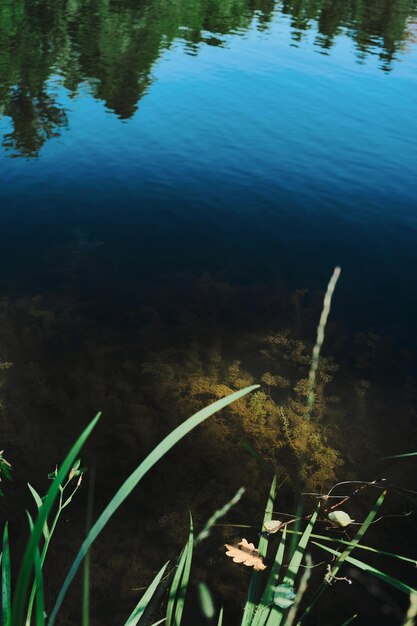 Forest lake at noon algae in the depths of the lake natural background Top view forest ecosystem vertical frame idea for wallpaper or banner