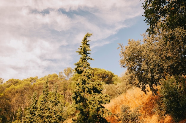 Forest landscape and cloudy sky