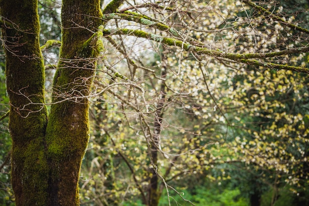 Free photo forest landscape with mossy tree