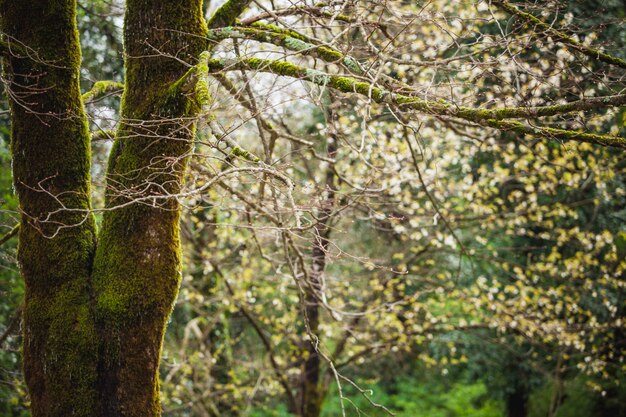 Forest landscape with mossy tree