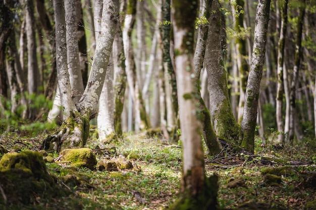 Free Photo forest landscape with mossy tree