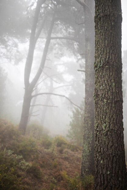 Forest landscape with tall old tree