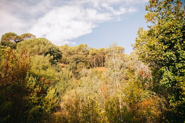 Forest landscape