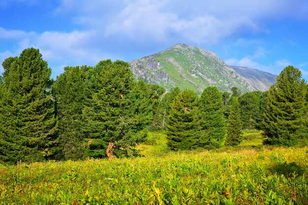 Forest mountains