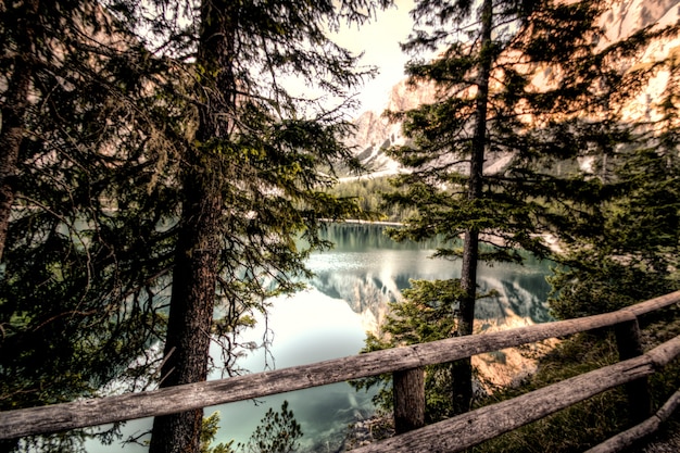 Forest Near Body of Water