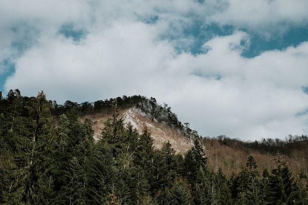 Free photo forest near kladanj in bosnia and herzegovina