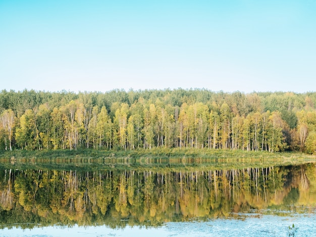 Free Photo forest near the lake with the green trees reflected in the water