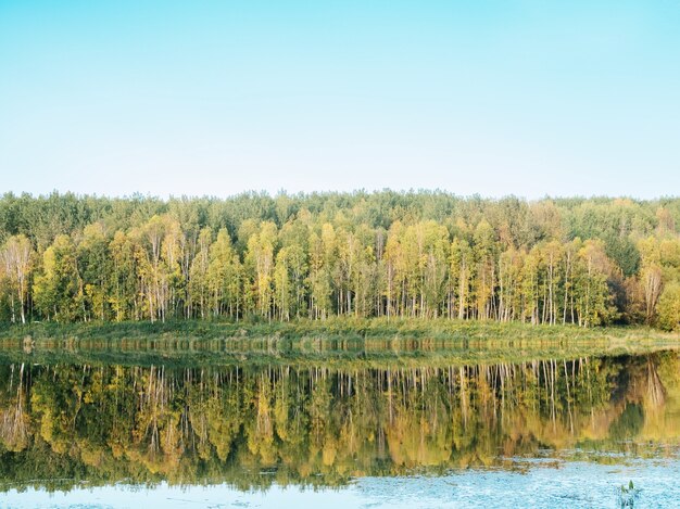 Forest near the lake with the green trees reflected in the water