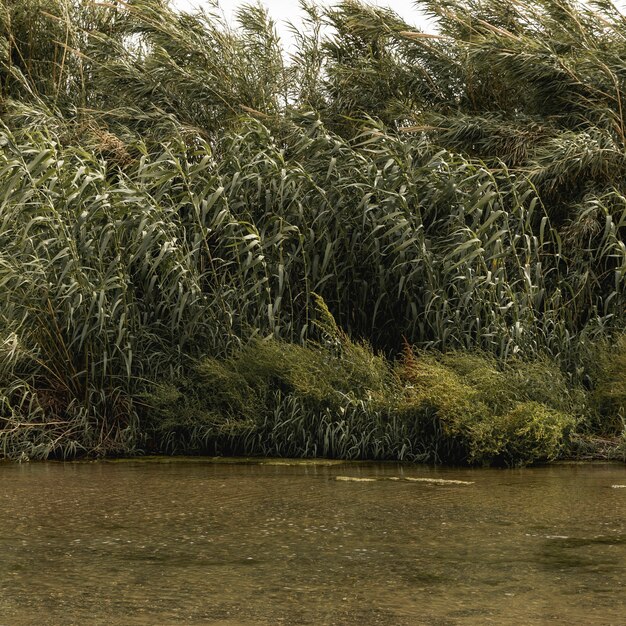 Forest near a river landscape