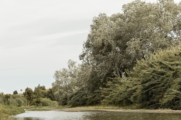 Free Photo forest near a river landscape