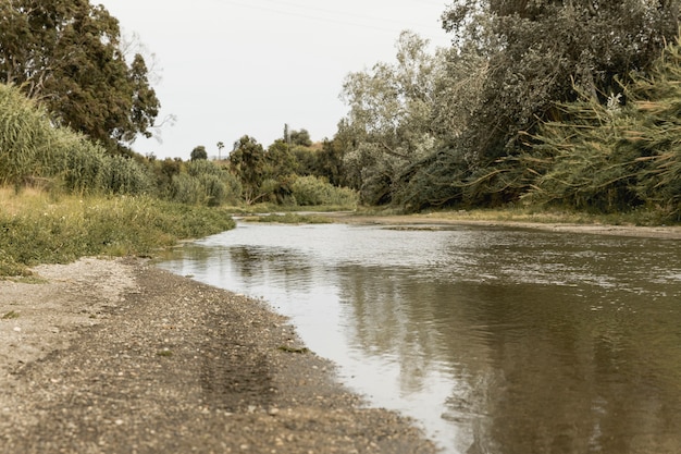 Free Photo forest near a river landscape