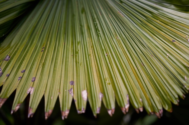 Free photo forest park macro nature green